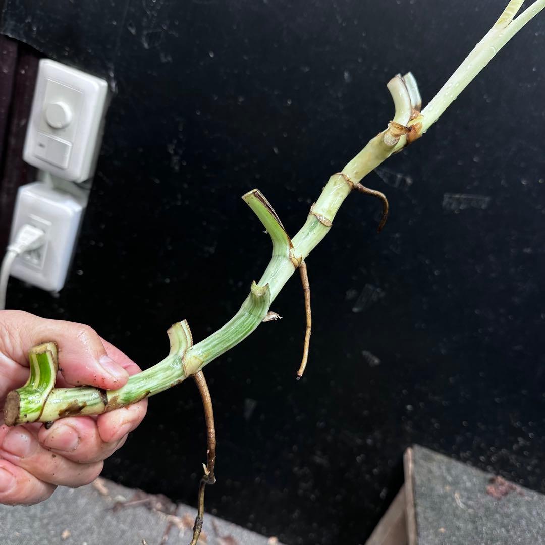 超*✿様 斑入りモンステラホワイトタイガー茎7株おまとめ