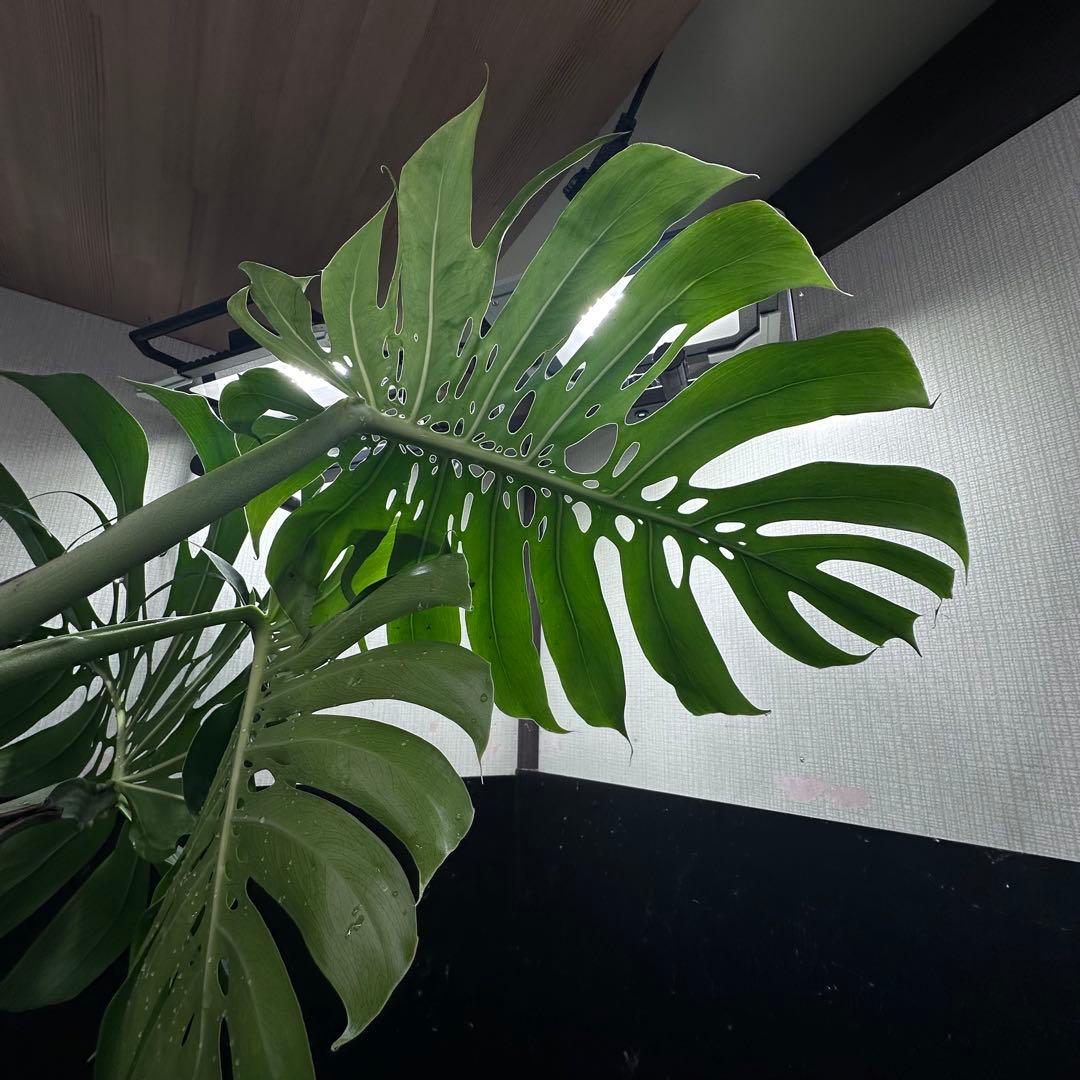 2*4様 モンステラデリシオーサマクロコズム超希少系統鉢植え71㎝