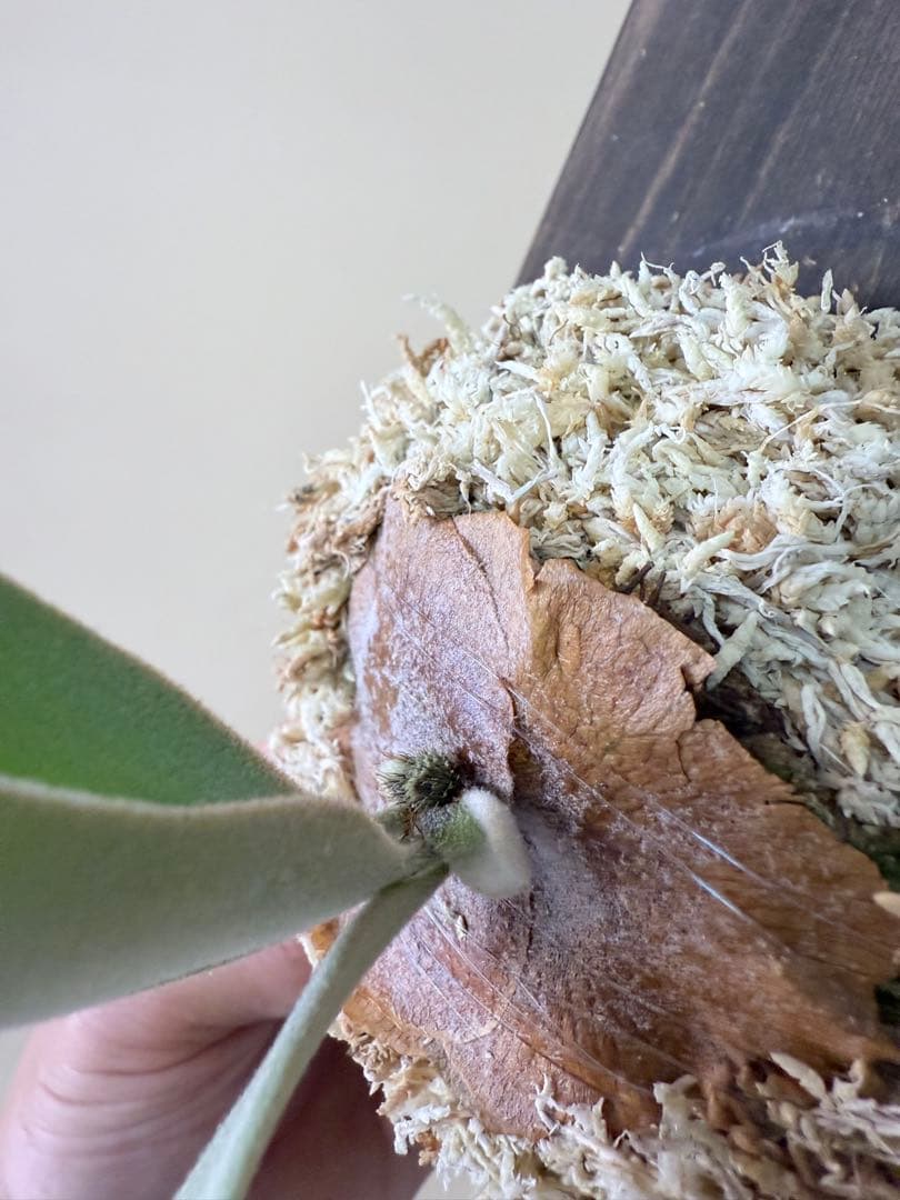 P. willinckii 'Polaris 'ポラリス子株ビカクシダ胞子セット