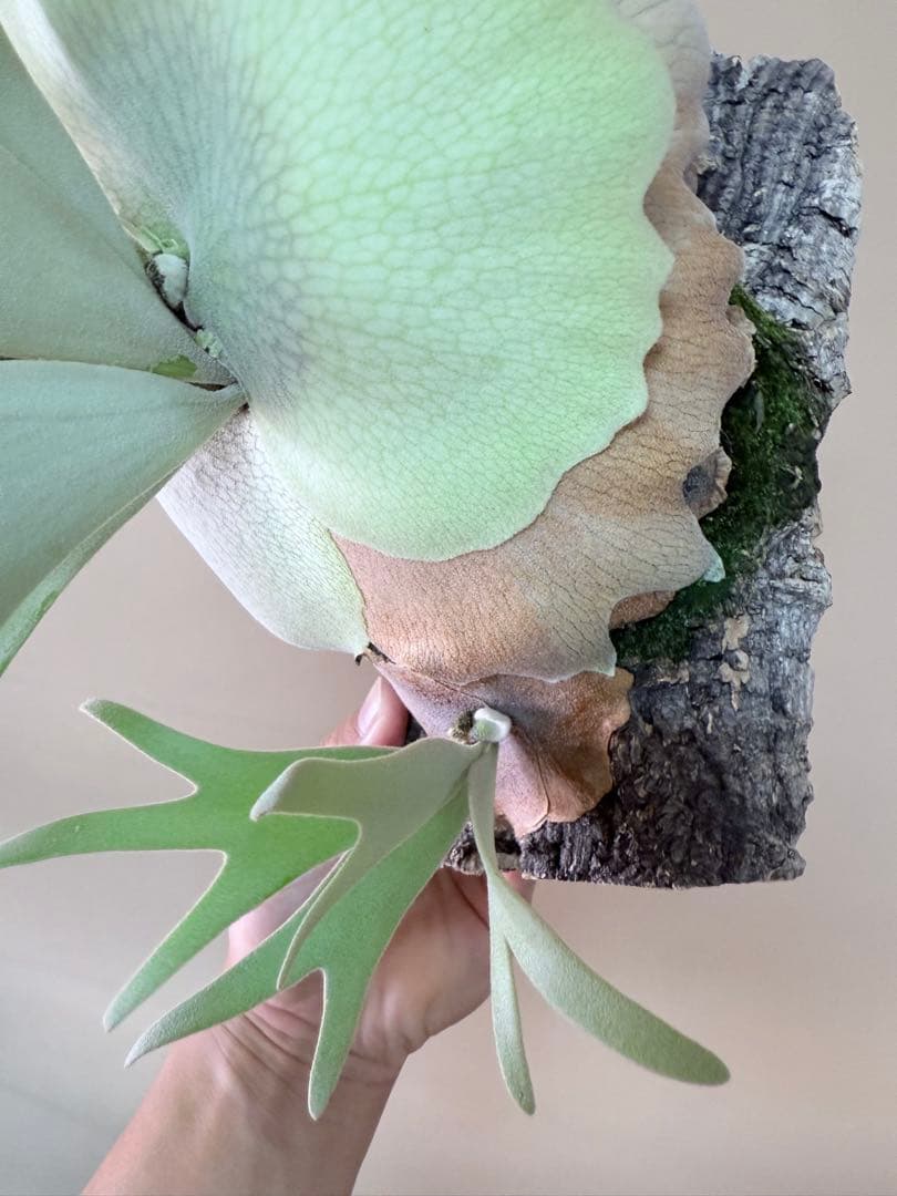 P. willinckii 'Polaris 'ポラリス子株ビカクシダ胞子セット