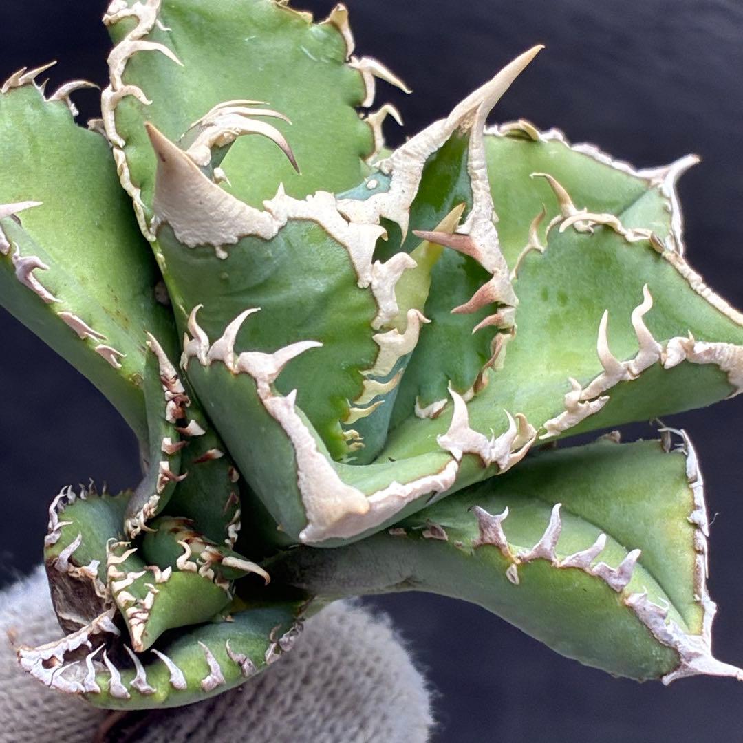 ナ*ツ様 アガベ チタノタ 台湾ホホジロサメ 極上育成株 超レア種 優良血統 強