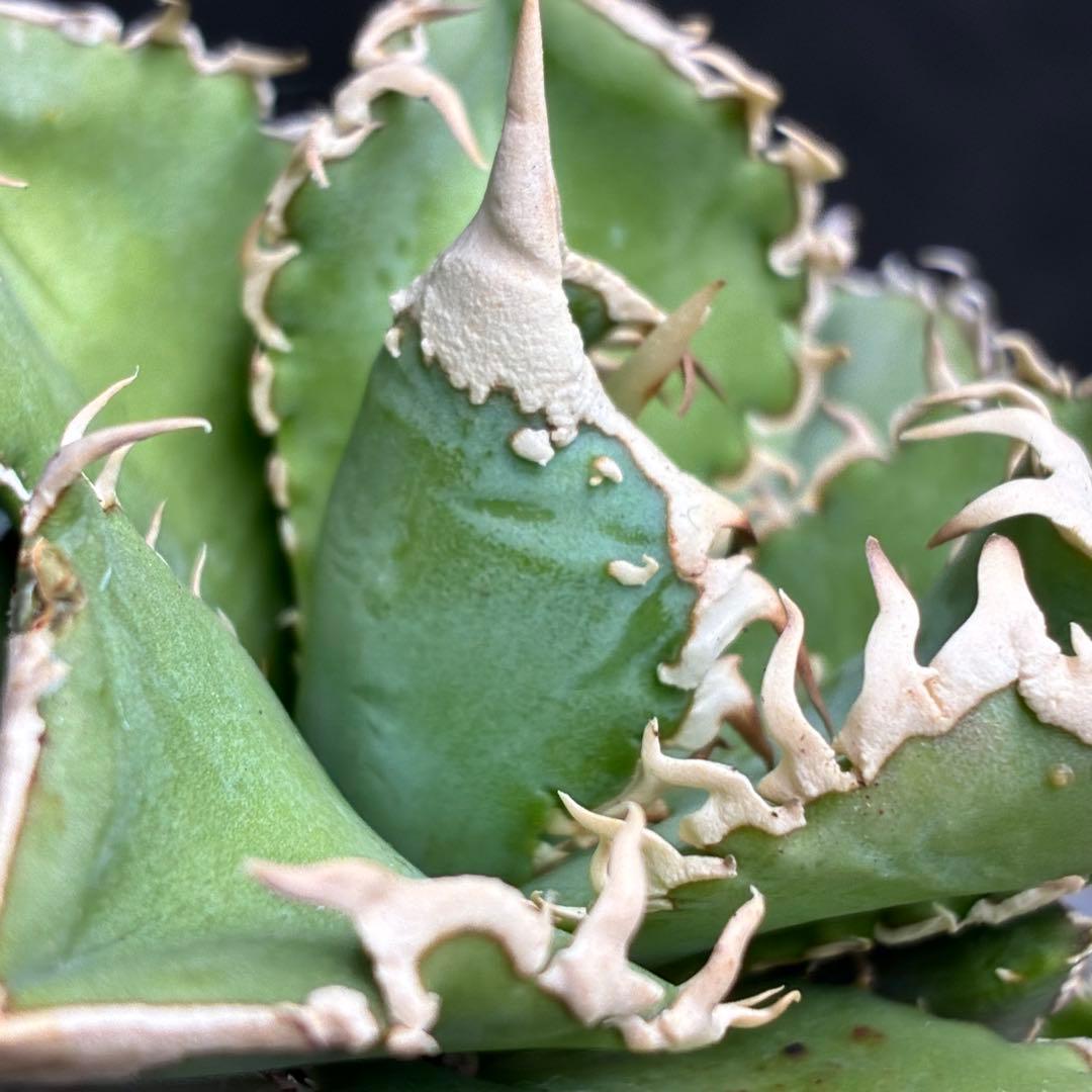 ナ*ツ様 アガベ チタノタ 台湾ホホジロサメ 極上育成株 超レア種 優良血統 強