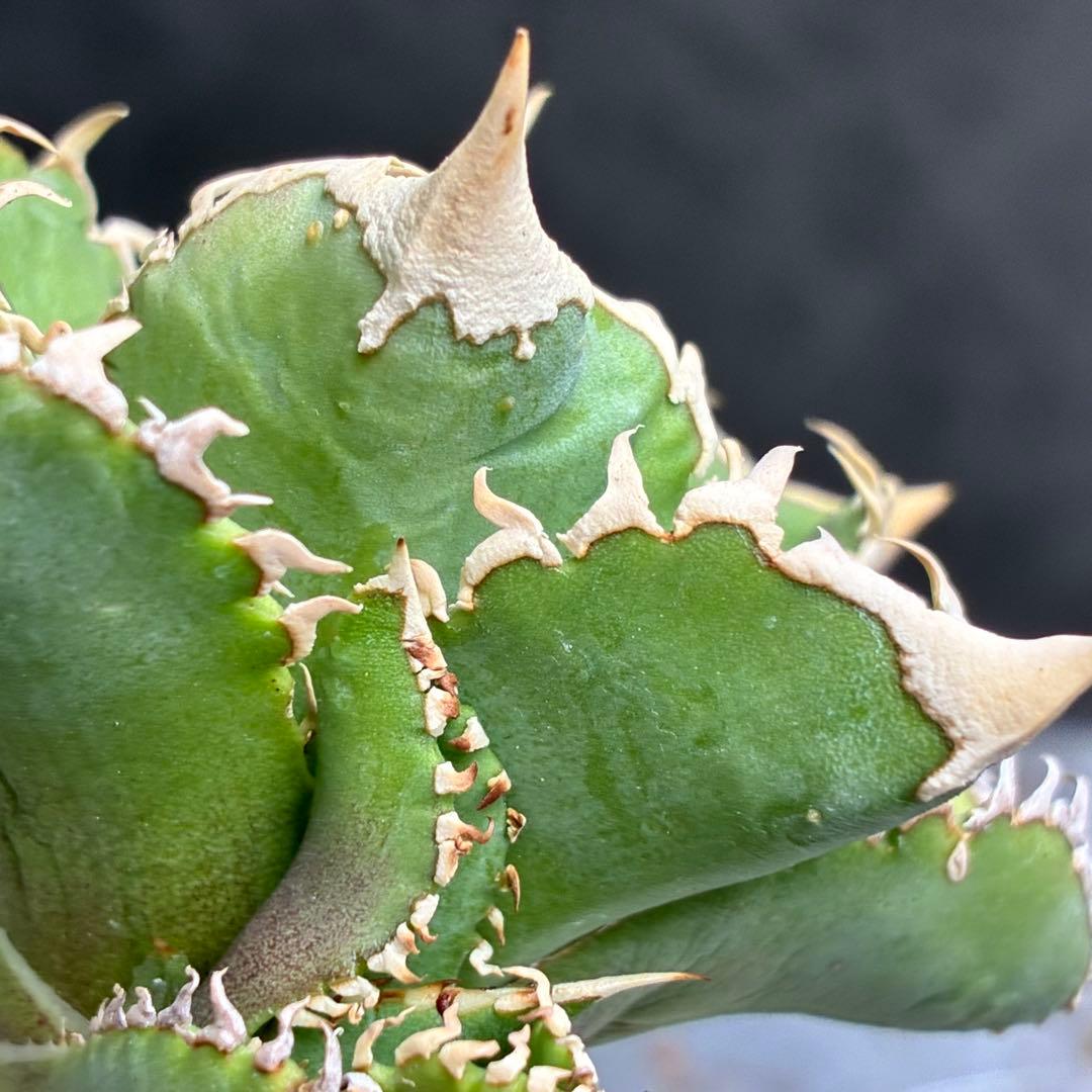 ナ*ツ様 アガベ チタノタ 台湾ホホジロサメ 極上育成株 超レア種 優良血統 強