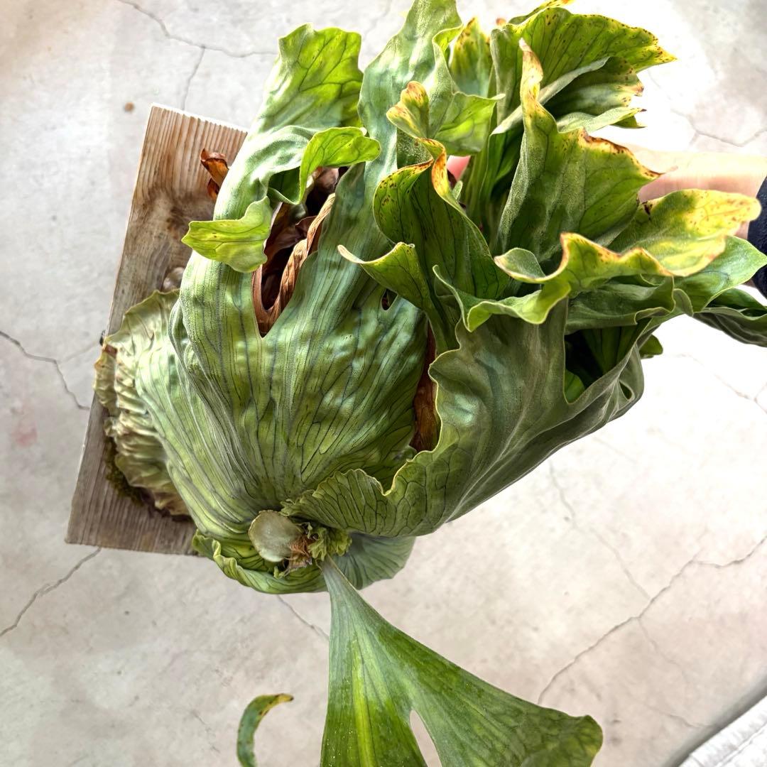 ビカクシダ　ワンダエドワーフ