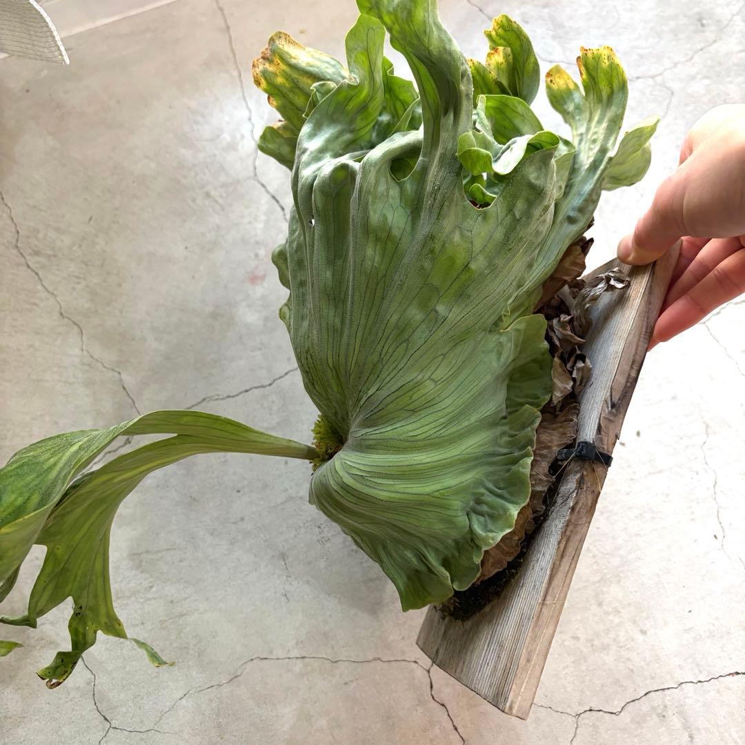 ビカクシダ　ワンダエドワーフ