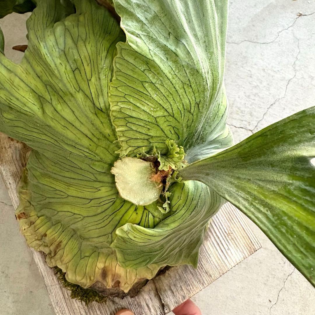 ビカクシダ　ワンダエドワーフ