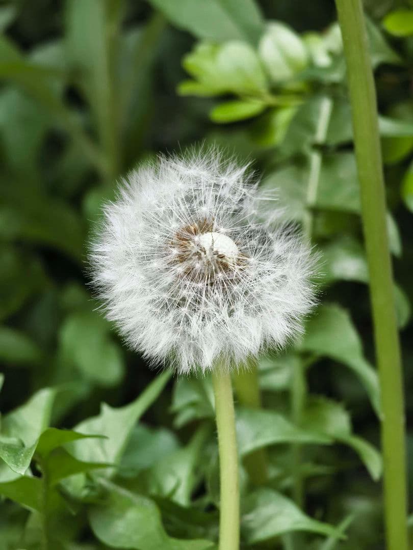 Vivo X100 Pro グローバル版 ・マクロ撮影◎