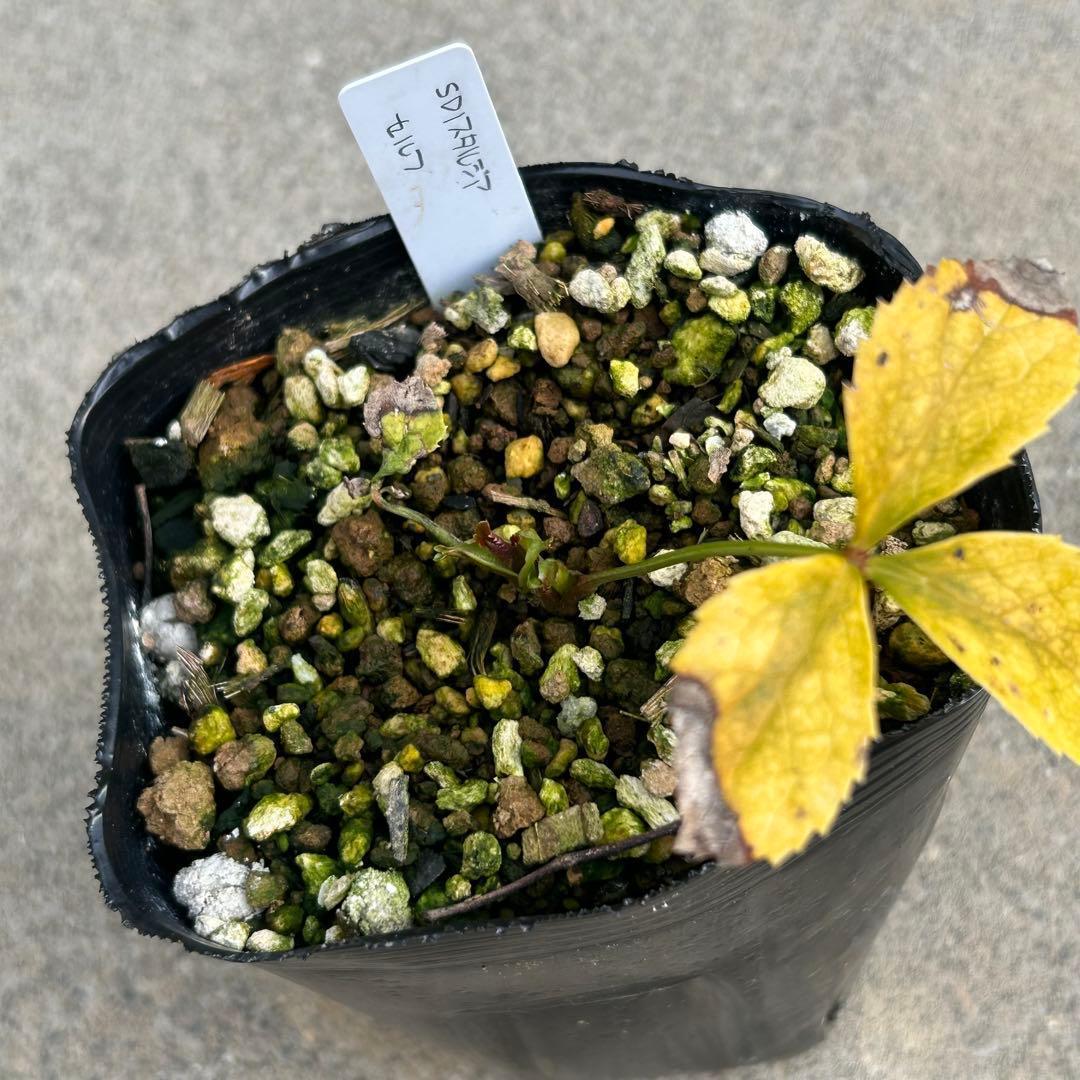 Komati「新春セール」クリスマスローズ 小苗 セット