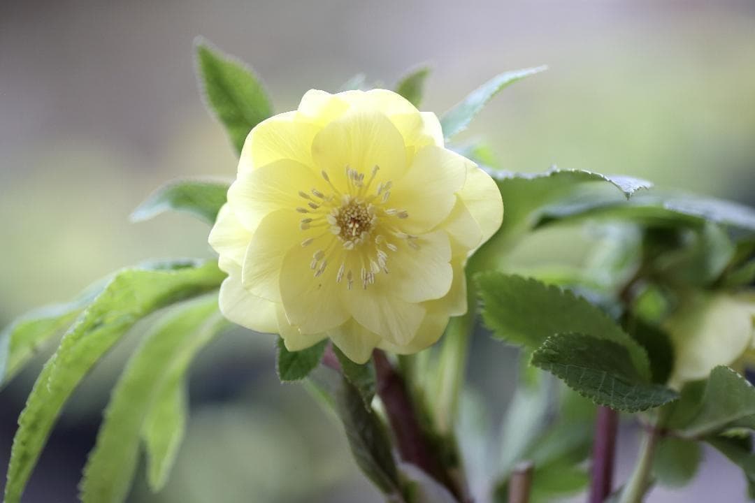 Komati「新春セール」クリスマスローズ 小苗 セット