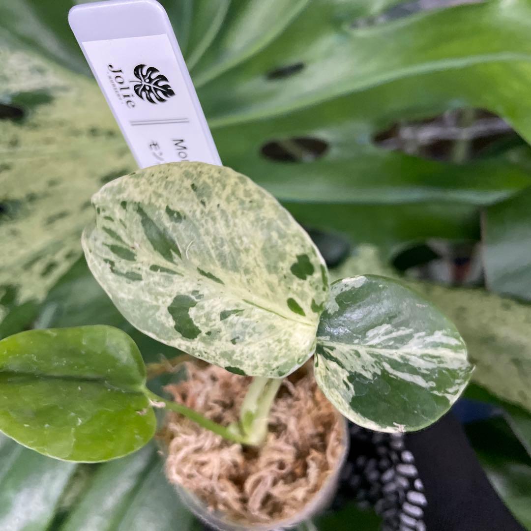 MB4 モンステラ　デリシオーサ　ベトシオーサ　2寸ポリポット　ネコポス発送