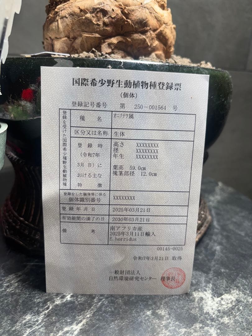 エンセファラルトスホリダスドワーフ塊根 観葉植物塊根14センチ高級鉢本日限定価格