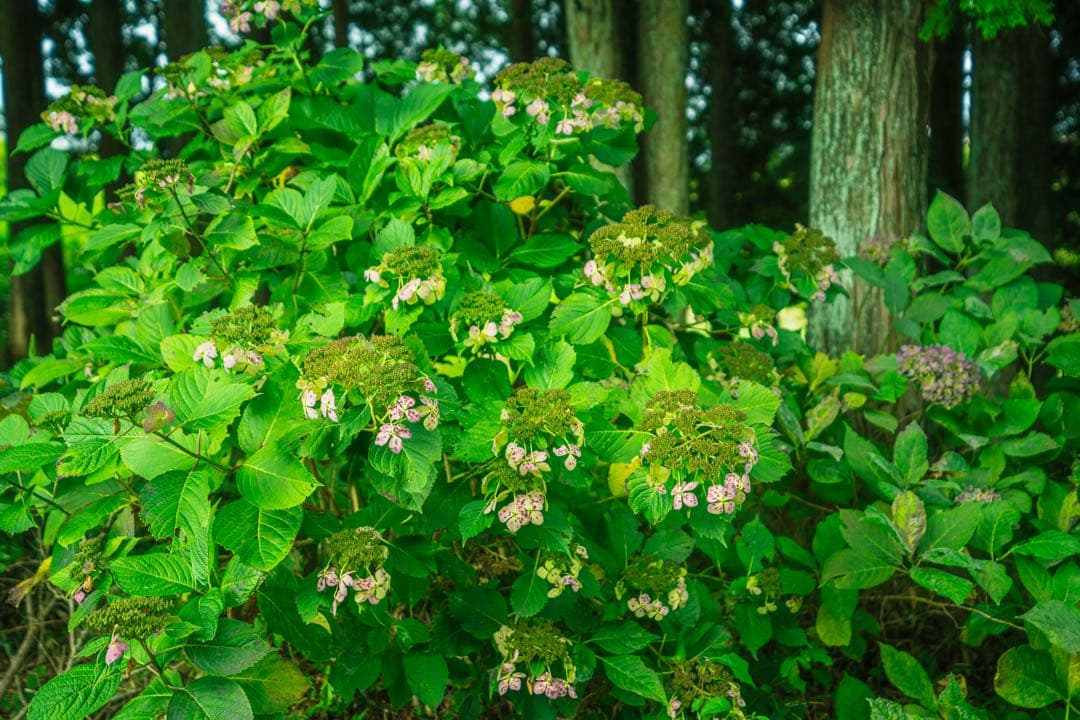 SONY FE 16-35mm F2.8 GM 広角 SEL1635gm