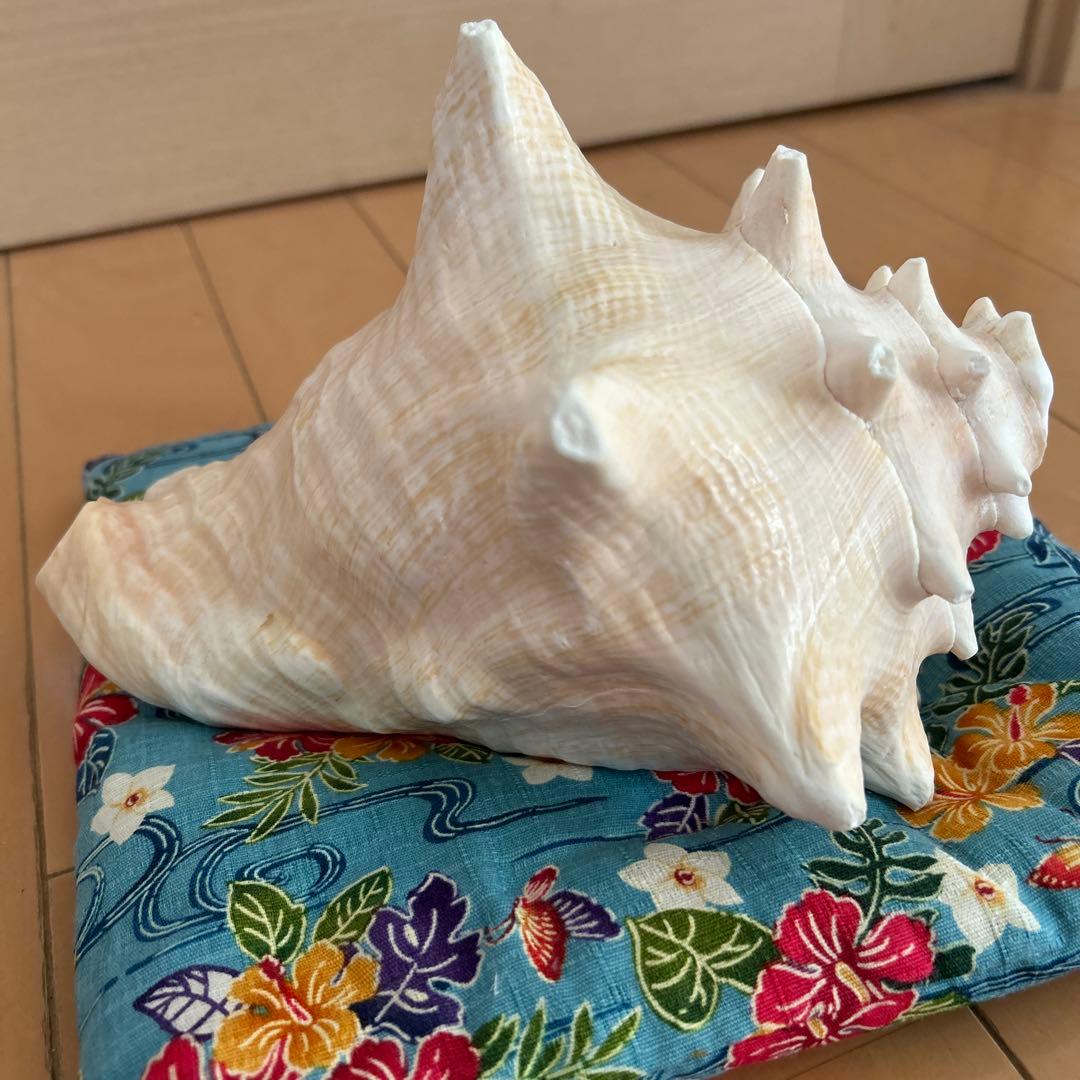 コンク貝の法螺貝