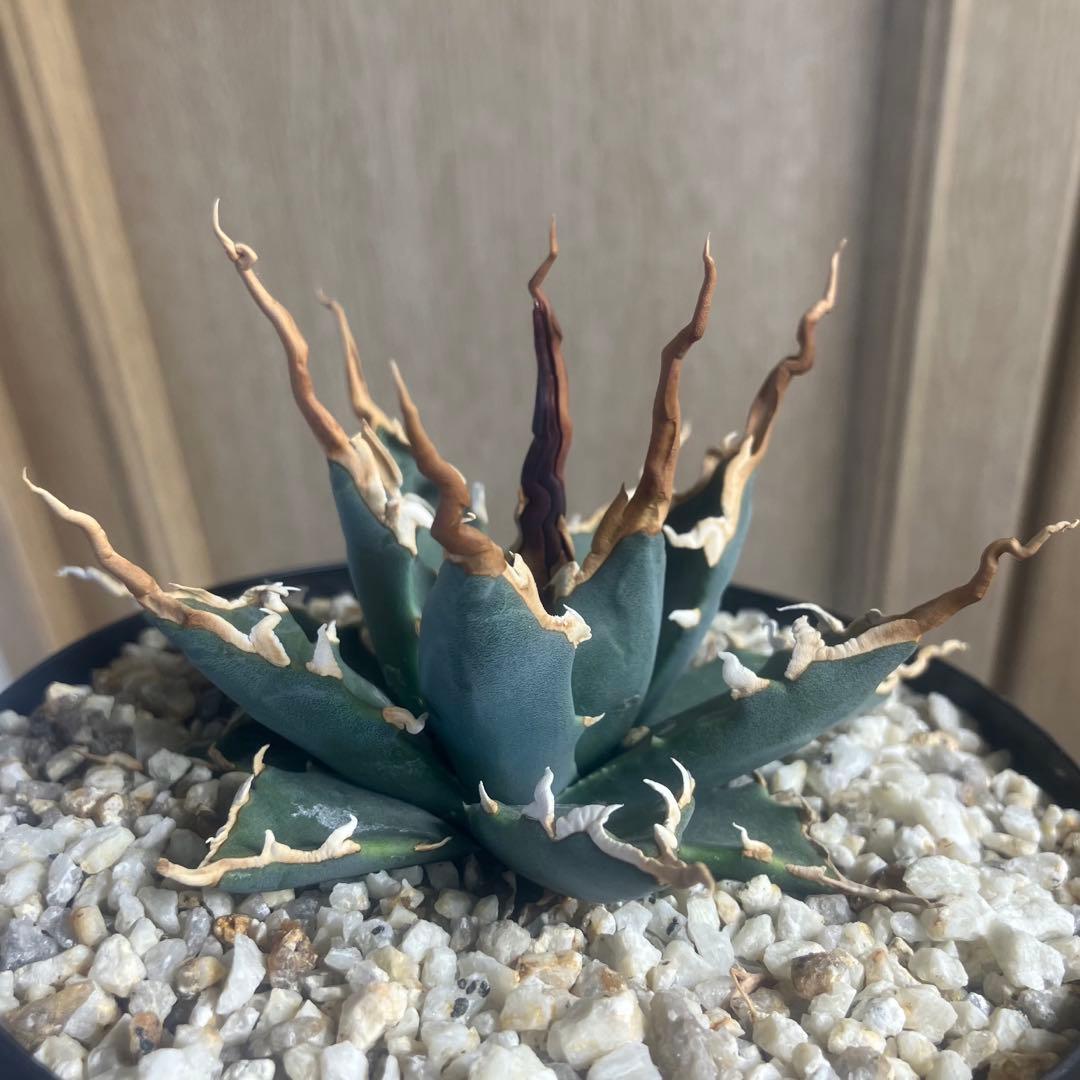 アガベ　ユタエンシス　エボリスピナ　陽炎　実生　選抜　短葉　コーデックス