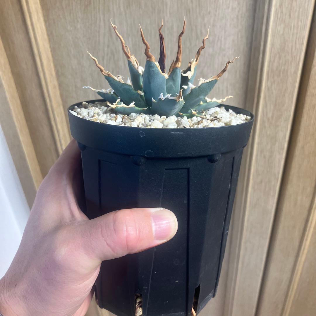 アガベ　ユタエンシス　エボリスピナ　陽炎　実生　選抜　短葉　コーデックス