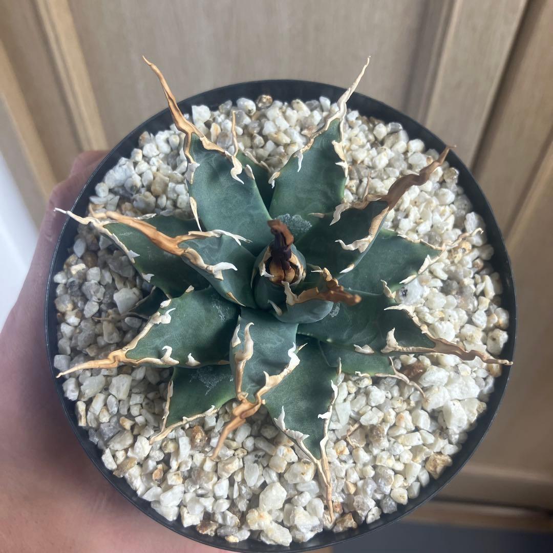 アガベ　ユタエンシス　エボリスピナ　陽炎　実生　選抜　短葉　コーデックス