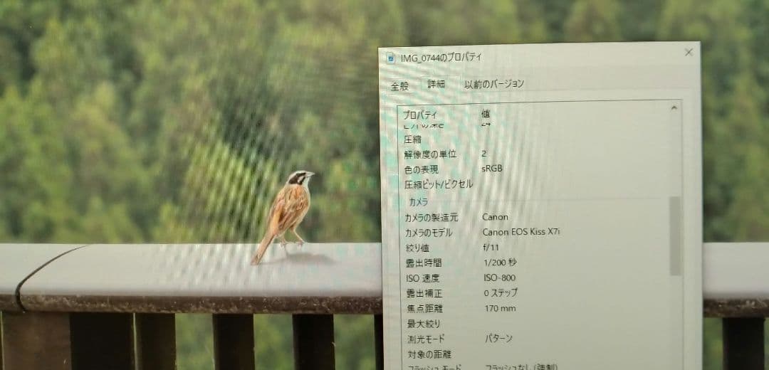 SIGMA APO 170-500mm DG 望遠レンズ