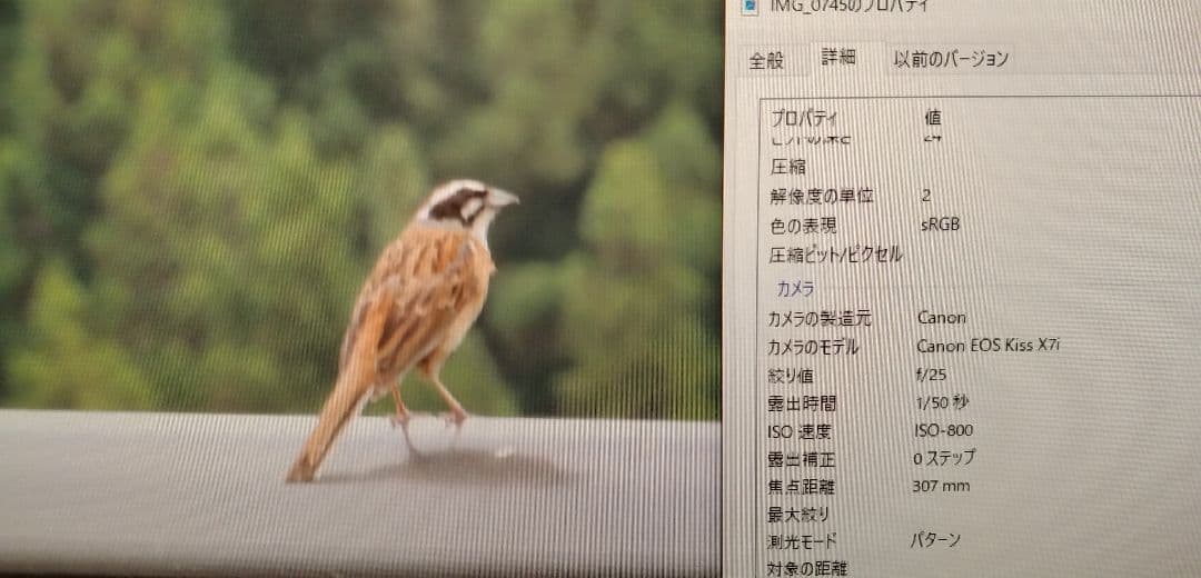 SIGMA APO 170-500mm DG 望遠レンズ