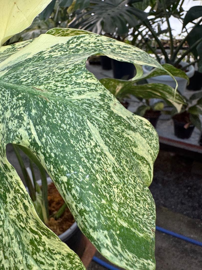 け*ん様 R4モンステラ　タイコンステレーション　スターライト