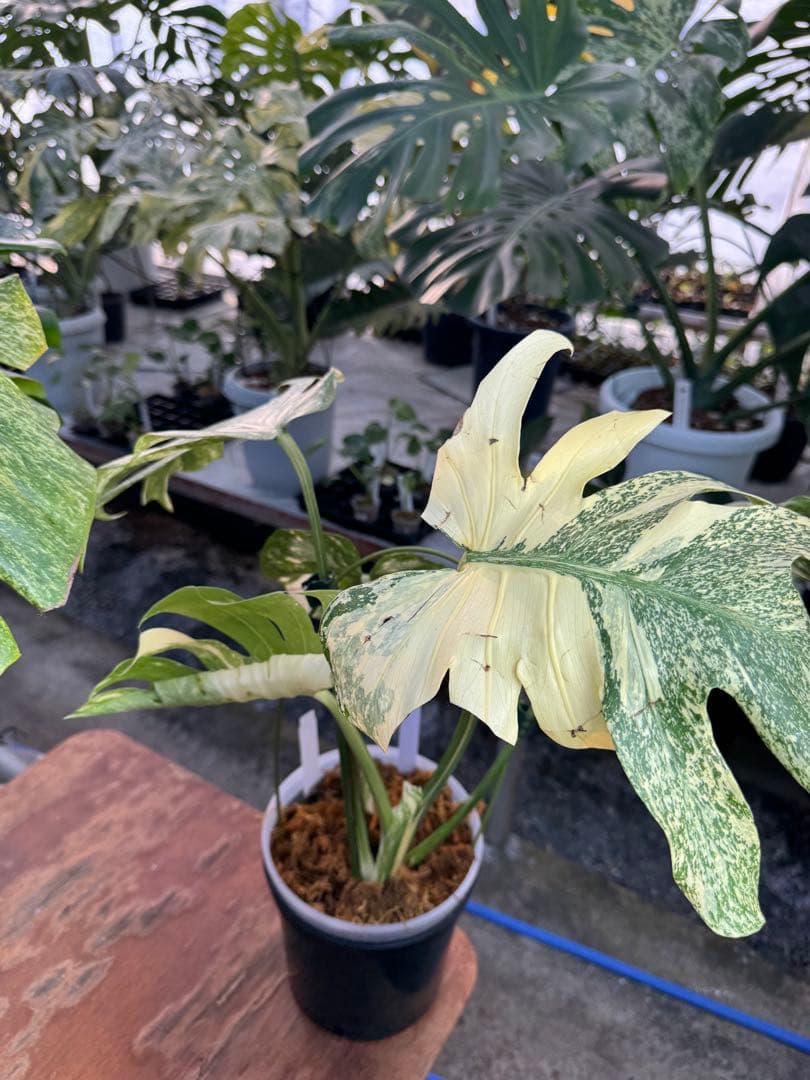 け*ん様 R4モンステラ　タイコンステレーション　スターライト