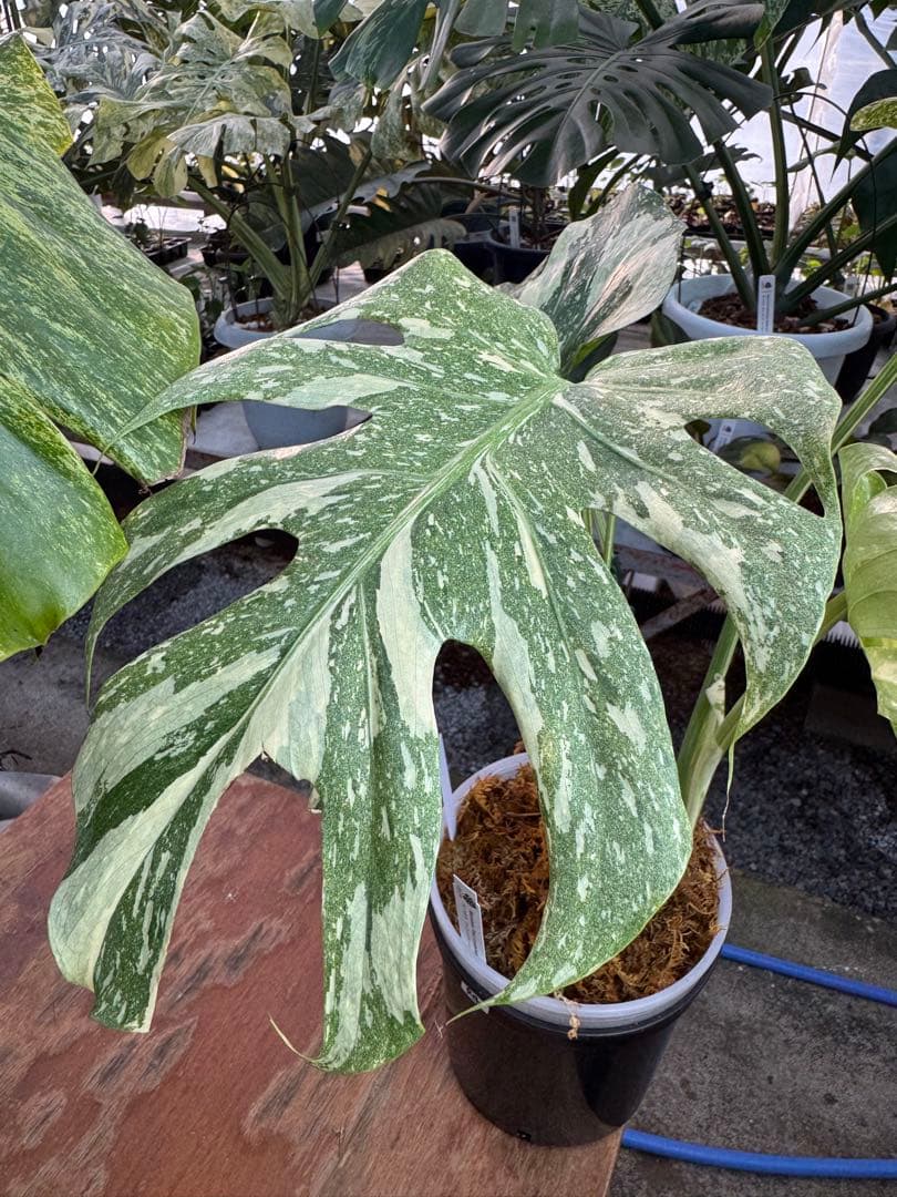 け*ん様 R4モンステラ　タイコンステレーション　スターライト