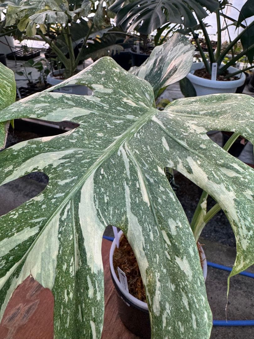 け*ん様 R4モンステラ　タイコンステレーション　スターライト