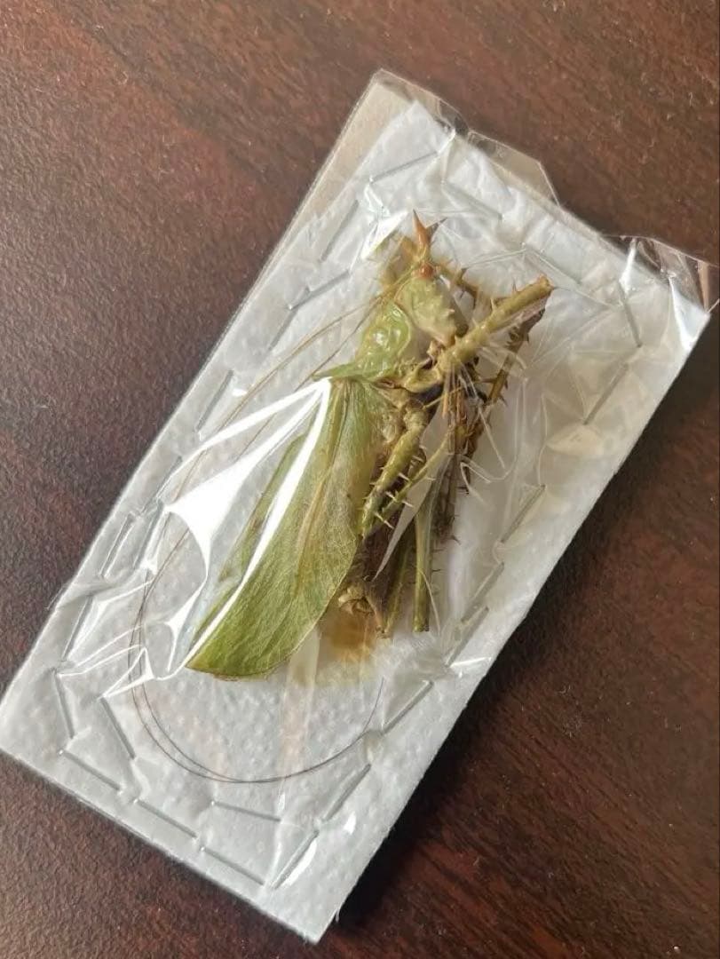 T*R様 珍品 キリギリス標本