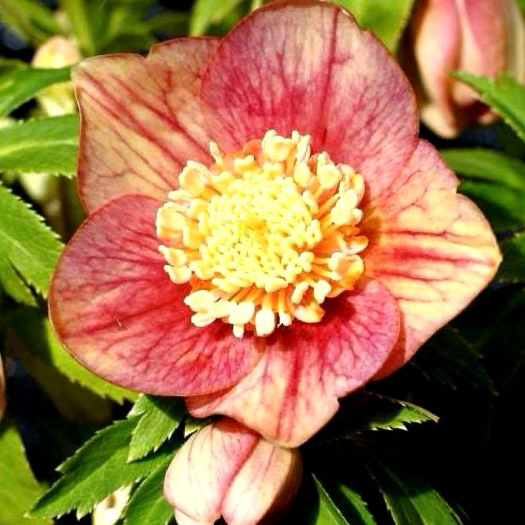 プ*ン様 3402☘️蕾付き☘️⭐️極上⭐️蜃気楼交配⭐️小輪⭐️ぼかし⭐️多花