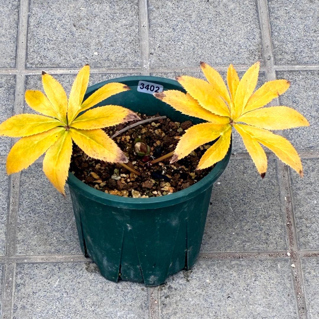 プ*ン様 3402☘️蕾付き☘️⭐️極上⭐️蜃気楼交配⭐️小輪⭐️ぼかし⭐️多花