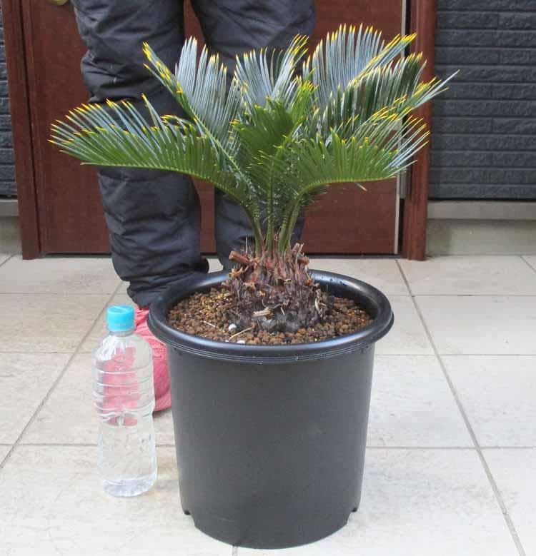 【現品】キンカンソテツ／金冠蘇鉄　8号　ZT番