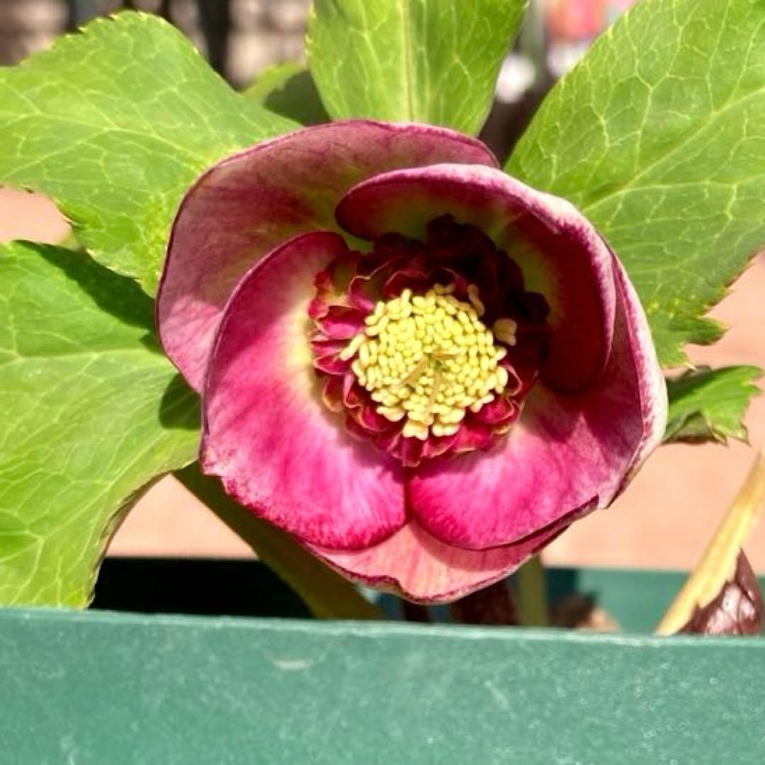 クリスマスローズ開花株 加藤農園　キラメキ⭐︎モーリー