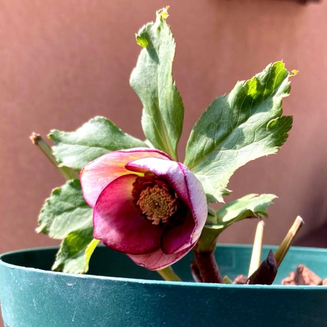 クリスマスローズ開花株 加藤農園　キラメキ⭐︎モーリー