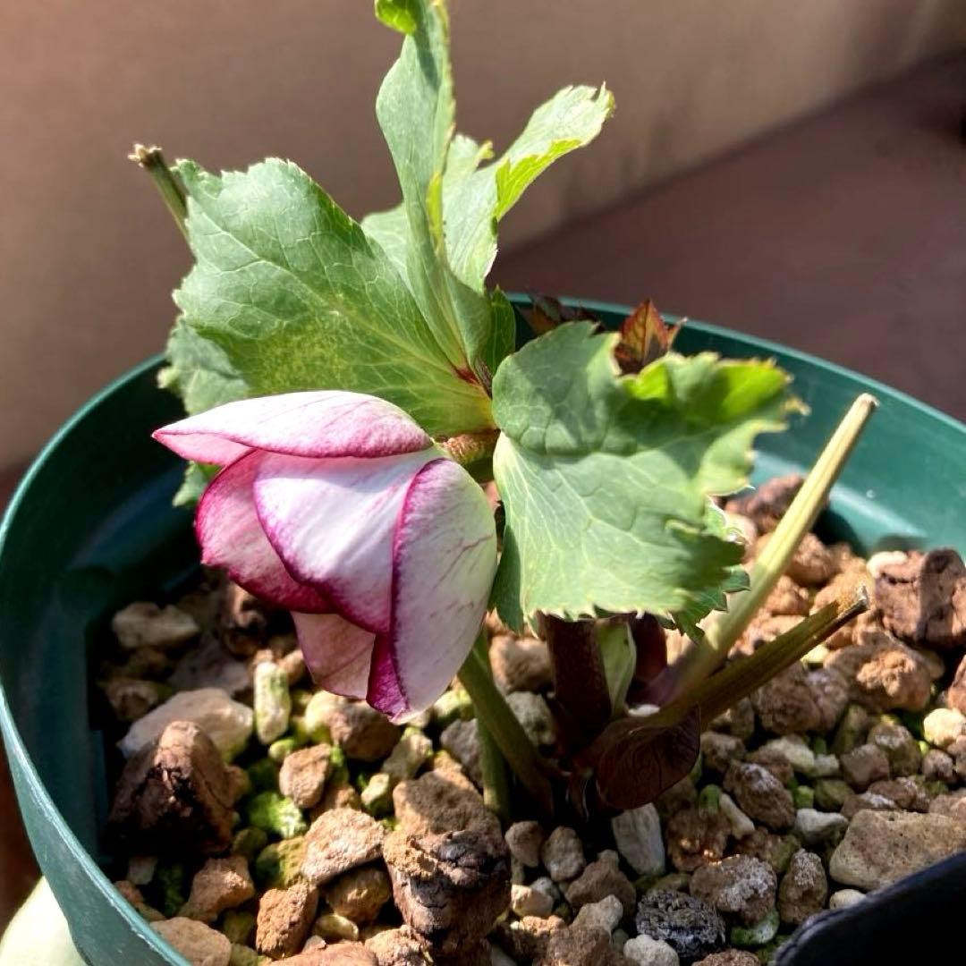 クリスマスローズ開花株 加藤農園　キラメキ⭐︎モーリー