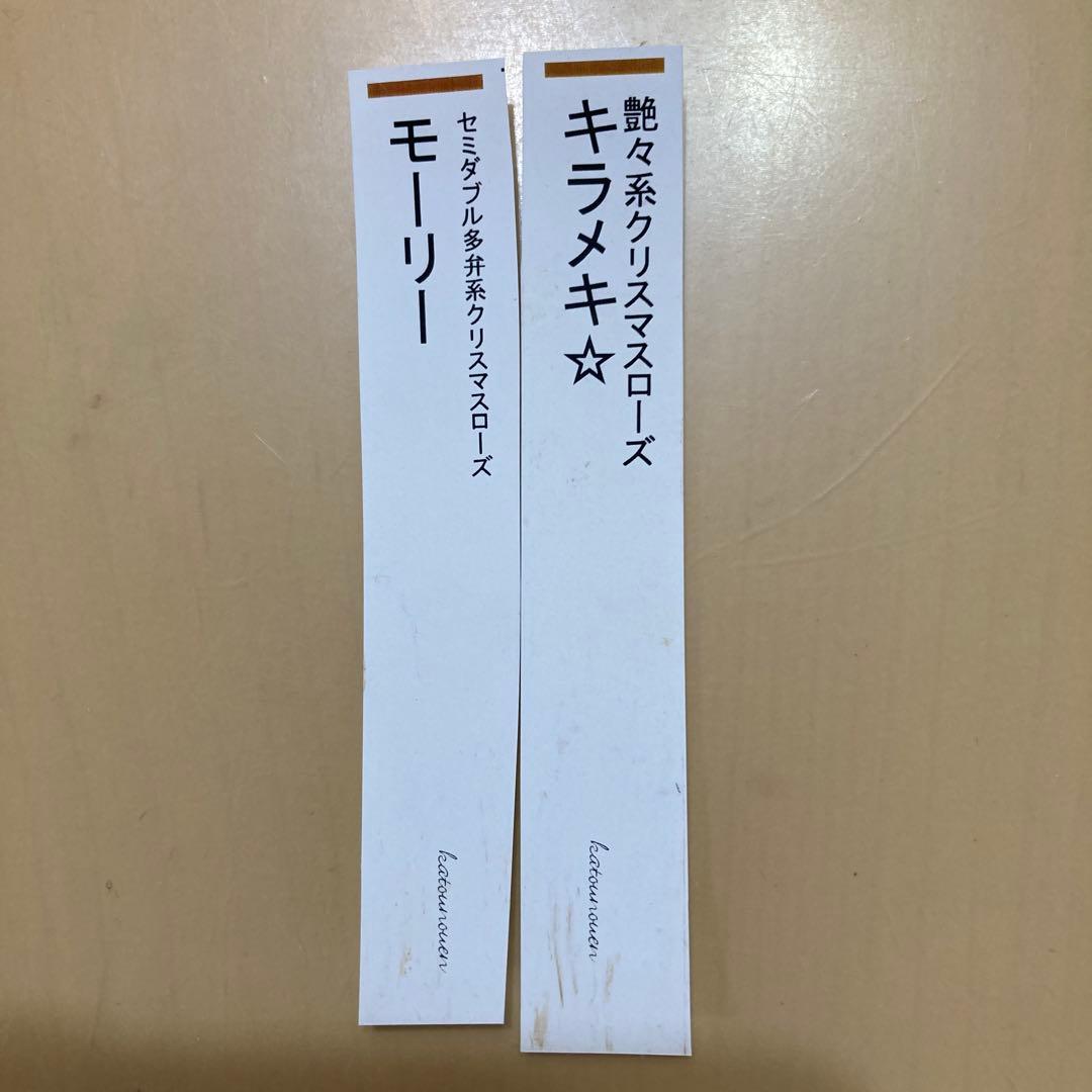 クリスマスローズ開花株 加藤農園　キラメキ⭐︎モーリー