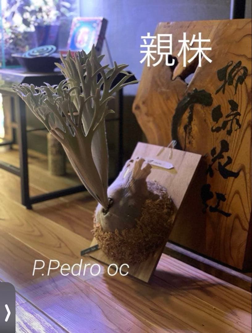 P.pedro oc pup ①