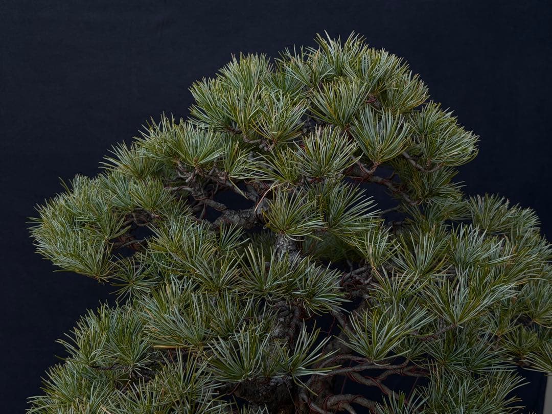 五葉松　盆栽　古木