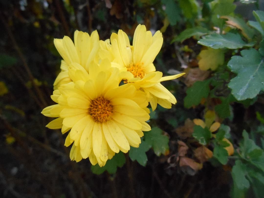 実写美⭕️良品【動作確認済】Nikon COOLPIX S3500 ピンク