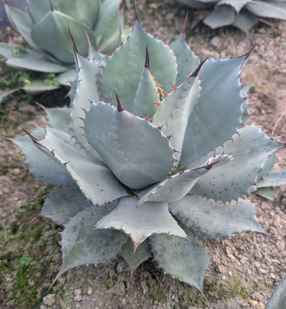 アガベ☆パリートランカータ 実生株 唯一無二の個体美 ドライガーデン向け