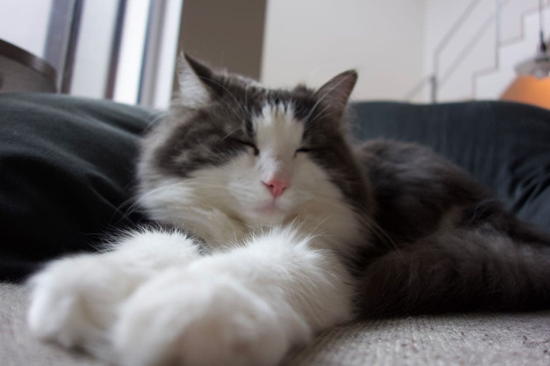 SONY Cyber-shot DSC-RX100（初代モデル)