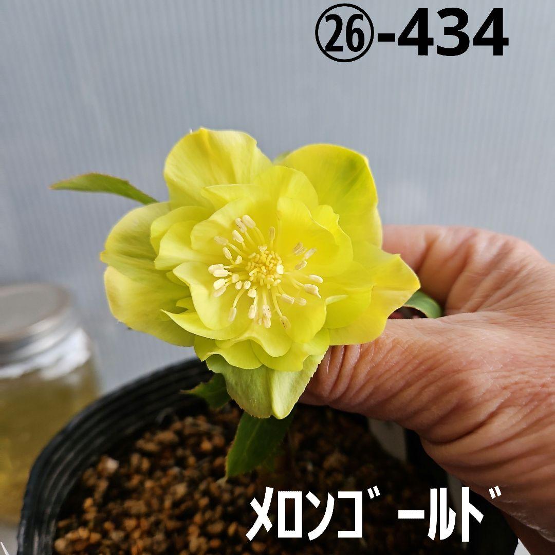 ★謙信様ご購入苗㉖-434㉖-442クリスマスローズ