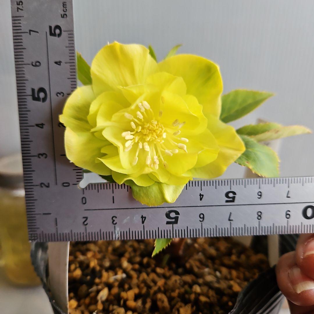 ★謙信様ご購入苗㉖-434㉖-442クリスマスローズ