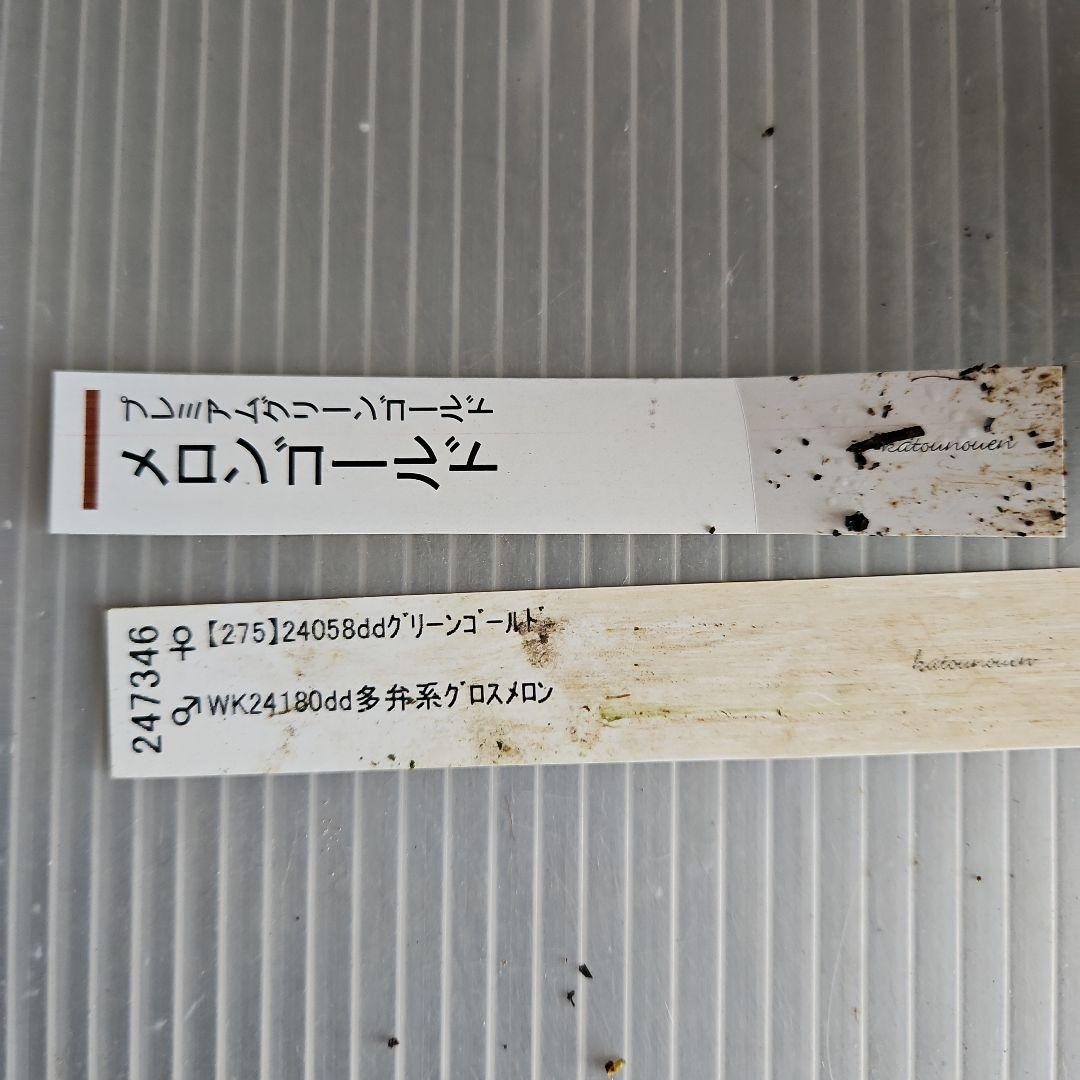 ★謙信様ご購入苗㉖-434㉖-442クリスマスローズ