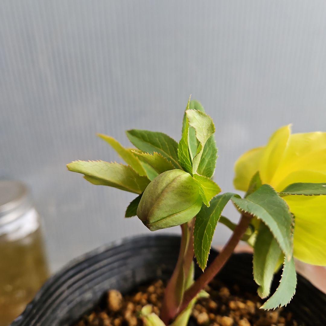 ★謙信様ご購入苗㉖-434㉖-442クリスマスローズ