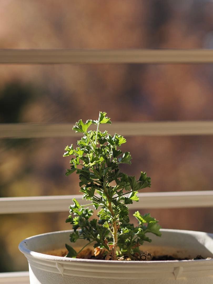 OLYMPUS 75mm f1.8単焦点レンズ