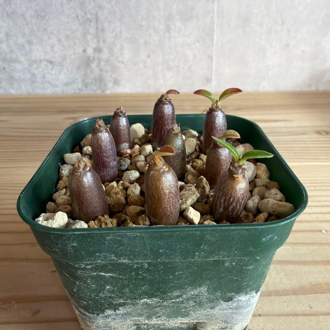 9株セットパキポディウムウィンゾリー 国内実生株