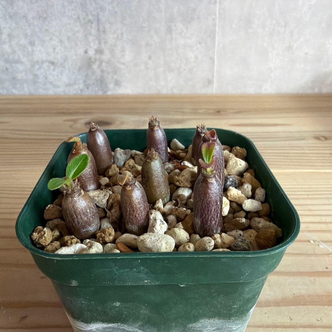 9株セットパキポディウムウィンゾリー 国内実生株