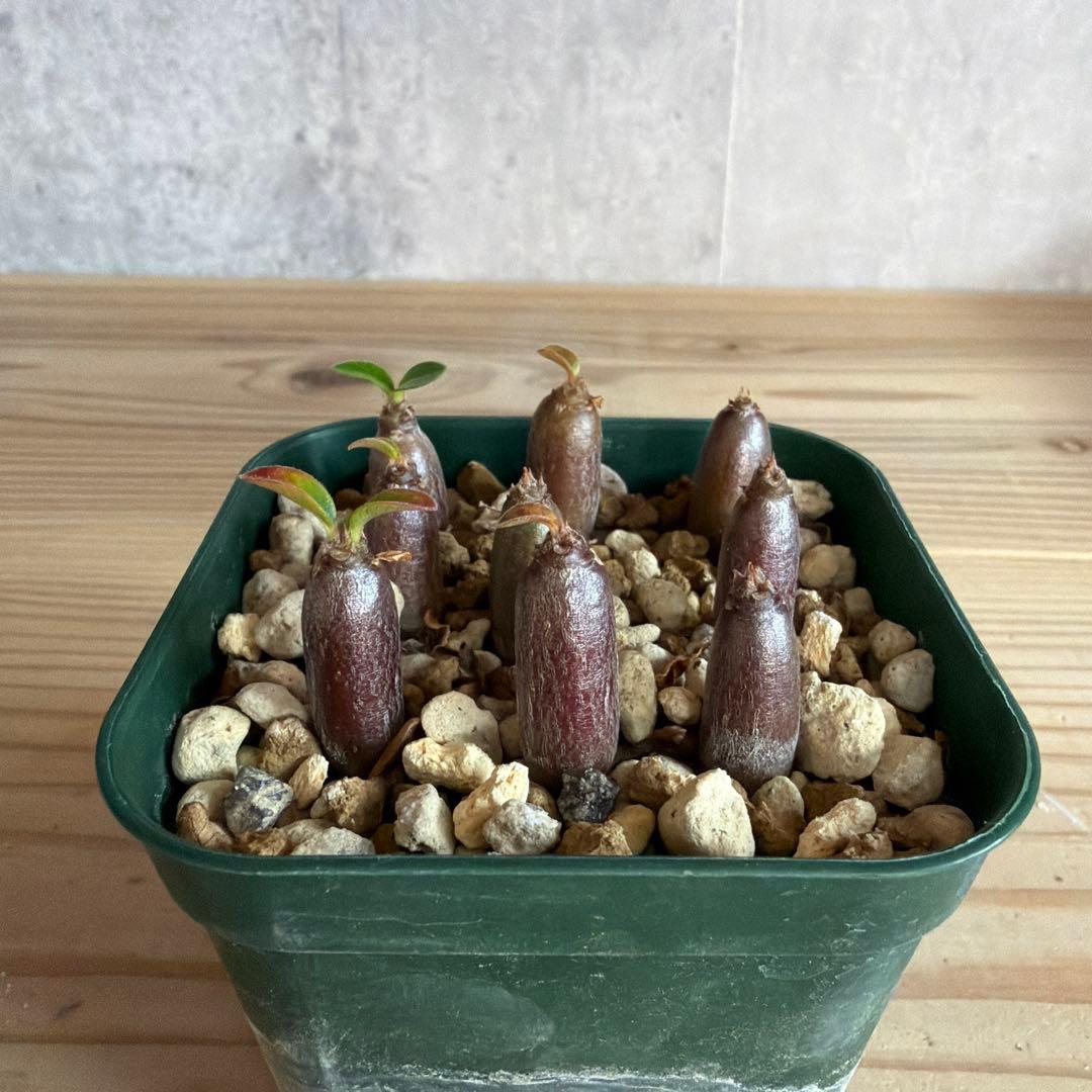 9株セットパキポディウムウィンゾリー 国内実生株