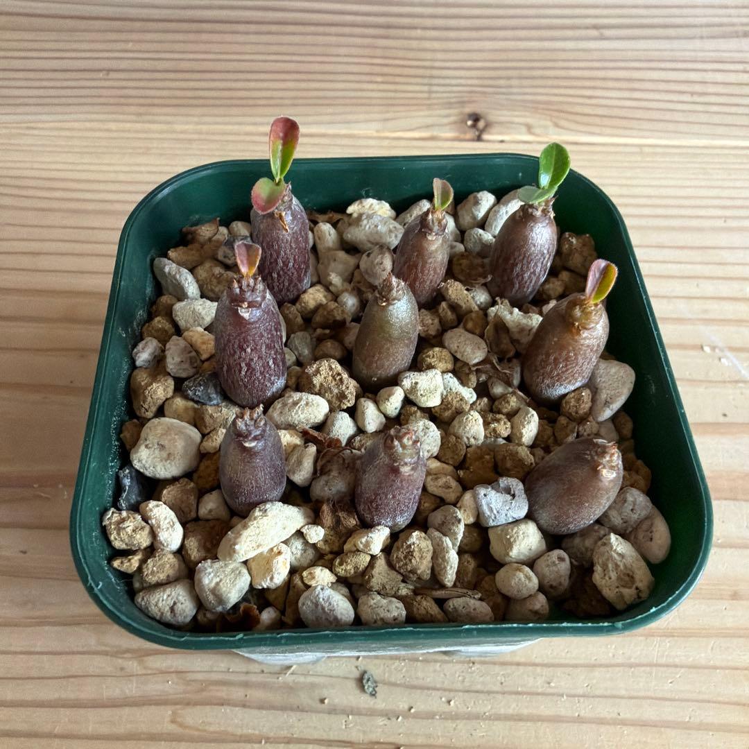 9株セットパキポディウムウィンゾリー 国内実生株