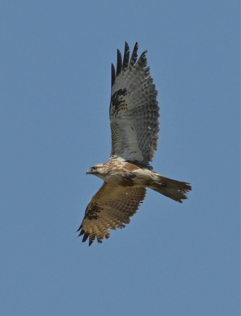 k*様 sigma ズームレンズ 50-00mm f4-/6.3 Fマウント用