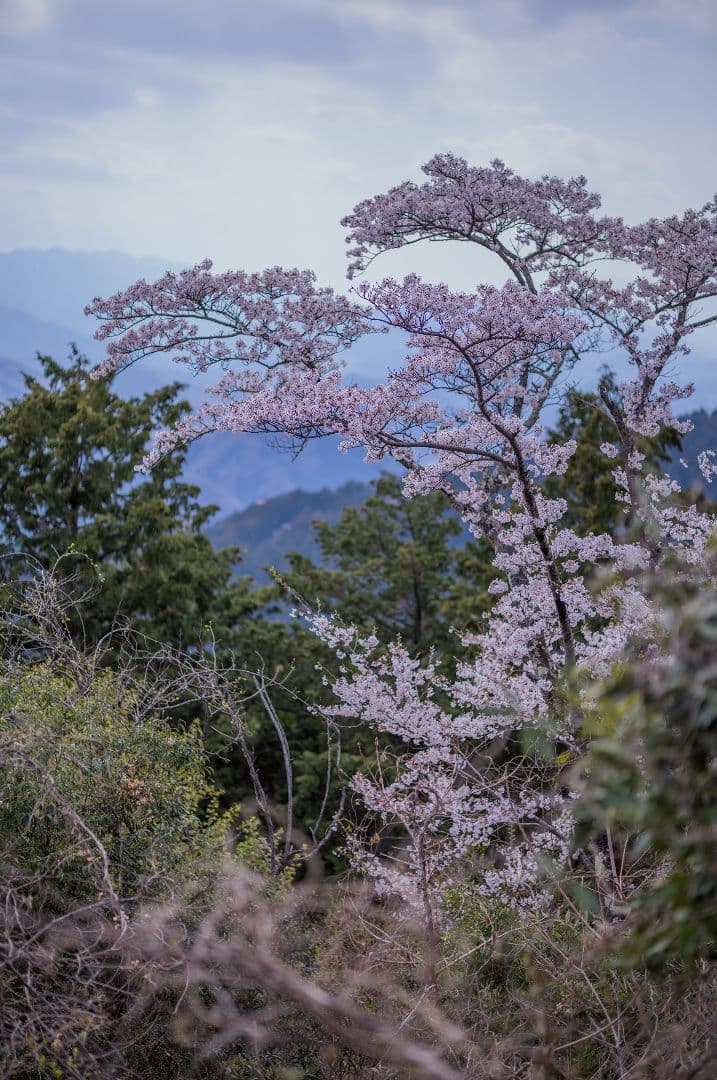 レンズ(単焦点) Voigtlander Nokton 75mm F1.5 VintageLine